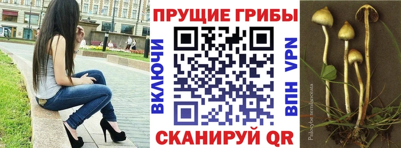 Псилоцибиновые грибы Cubensis  дарк нет клад  Алатырь 