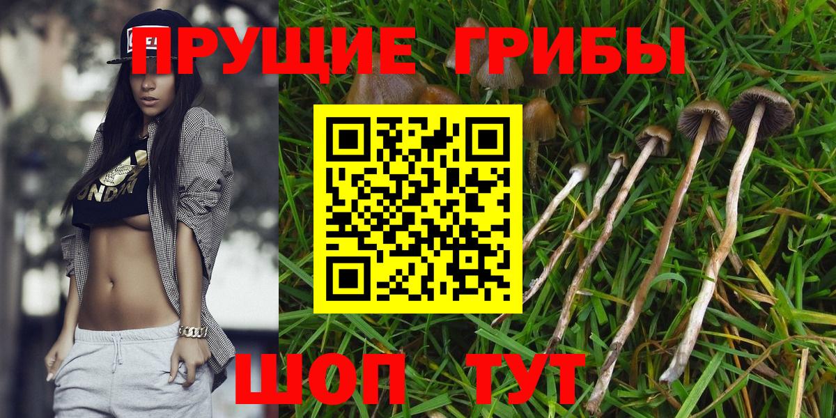 Алатырь  Псилоцибиновые грибы мицелий  Вход с VPN 